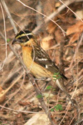 Black-headed Grosbeak (adult female, alternate)