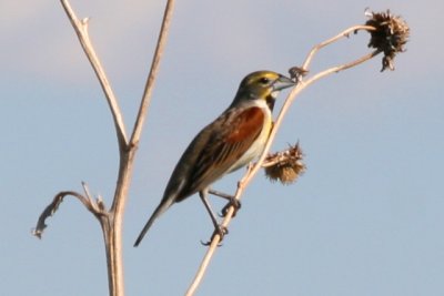 Dickcissel (adult male, alternate)