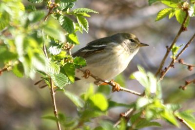 Blackpoll (alternate female)