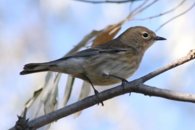 Yellow-rumped Warbler (imm female)