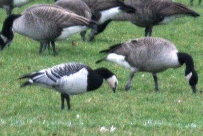 Barnicle Goose