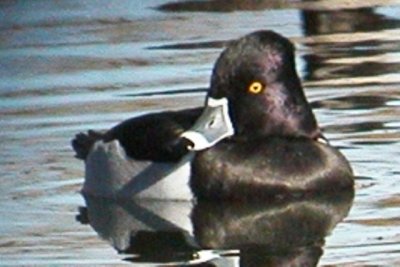 Ring-necked Duck (male alternate)