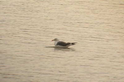 Dark gray mantle and long wings extending several inches beyond the tail is a good field mark.
