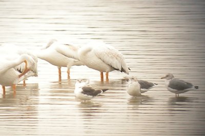 LBBG with similarly sized  California Gulls and American White Pelicans