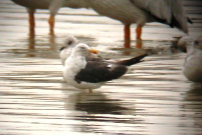 Lesser Black-backed Gull (5th cycle) 20 September 2006, Horseshoe Lake, Loveland, Colorado