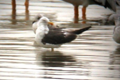 The entirely yellow bill with the red gonydeal spot indicates an adult.