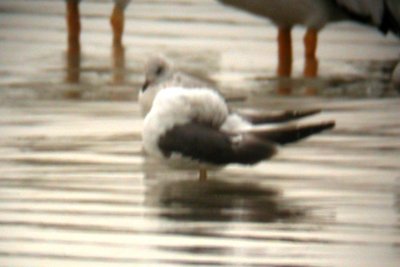 The gull behind is a 1st cycle Ring-billed Gull.