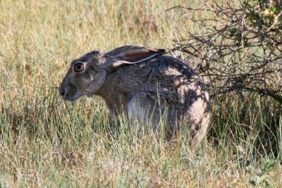 Black-tailed Jackrabbit (Colorado)