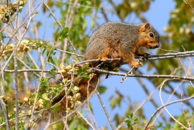 Eastern Fox Squirrel (Colorado)