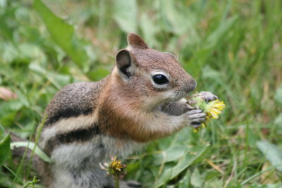 Golden-mantled Ground-Squirrel (Colorado)