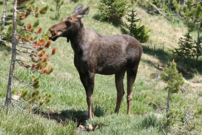Moose - cow (Colorado)
