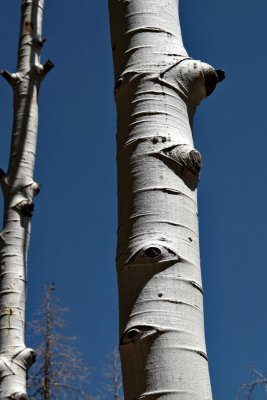 tree10.jpg