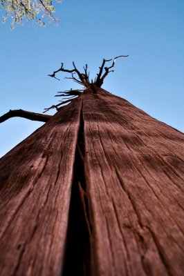tree11.jpg