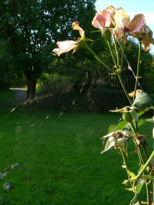 Roses and a spiderweb