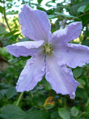 Clematis Blekitny Aniol