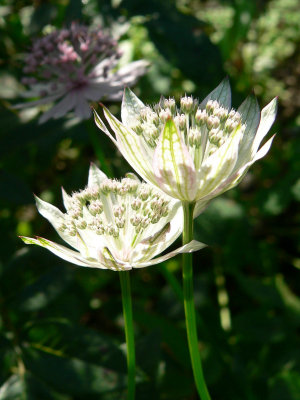 Astrantia major