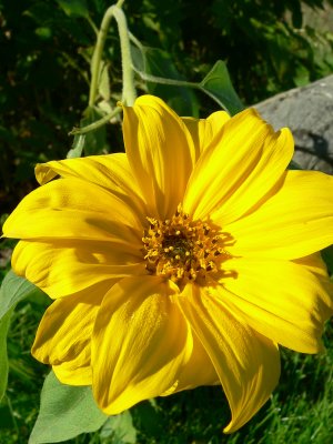 self seeded sun flower