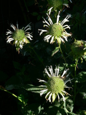 Monarda