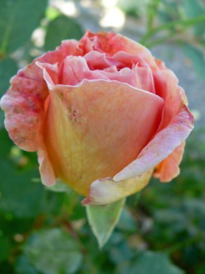 Abraham Darby