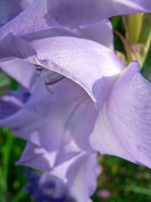 Gladiola