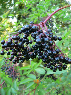 Ripe elderberries