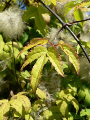 Clematis