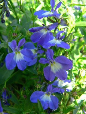 Lobelia