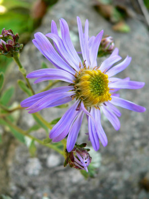 Aster