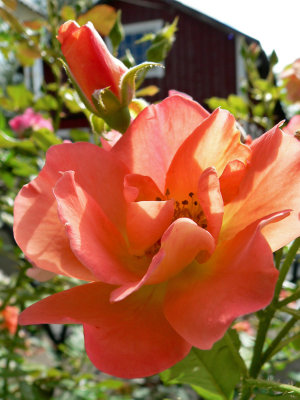 Westerland