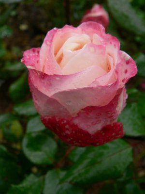 g5/83/628283/3/68590196.OxCvlRW8.jpg