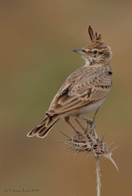 Crested Lark.