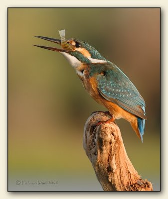 Common Kingfisher.