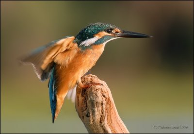 Common Kingfisher.