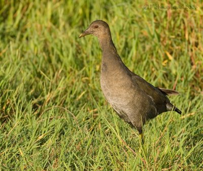 Moorhen.