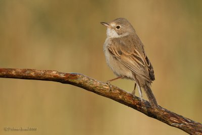 Common Whitethroat.