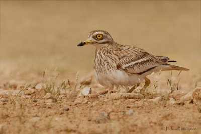 Stone Curlew.