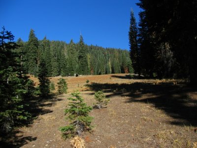 Monte's campsite and meadow