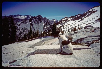 Pika in the Trinity Alps above Little South Fork Lake