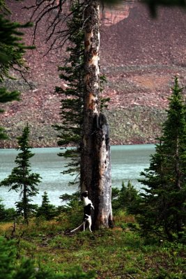 Kelly keeping the killer squirrel at bay