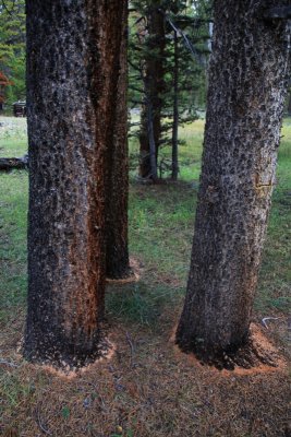 Almost all the lodgepole pines were bug hit, and dying