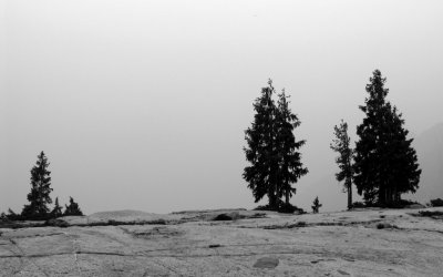 Trees against a smokey sky