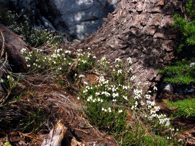 Cassiope heather around a hemlock