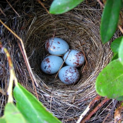 Junco nest of blue speckled eggs