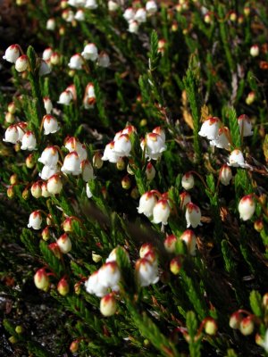 Cassiope heather, John Muir's favorite flower