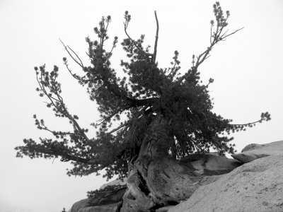 Magnificient White bark pine at Man-on-Rock pass
