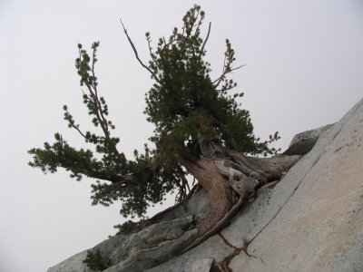 Magnificient White bark pine at Man-on-Rock pass