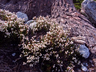 Cassiope heather at base of hemlock