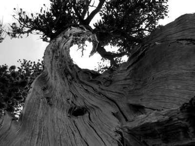 Twisted foxtail pine in BW
