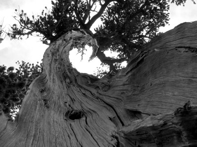 Twisted foxtail pine in BW