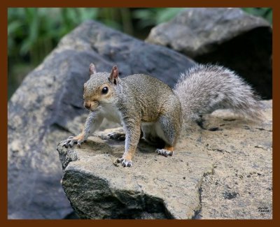 gray-squirrel 7-8-08 4d063b.JPG
